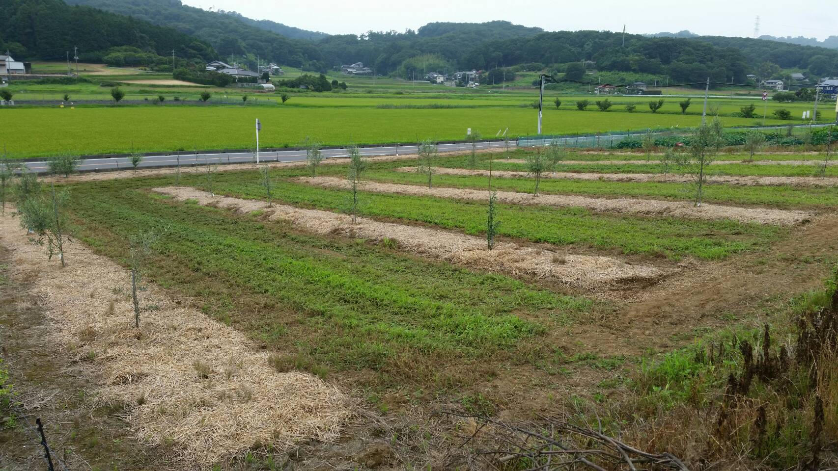 オリーブ写真①