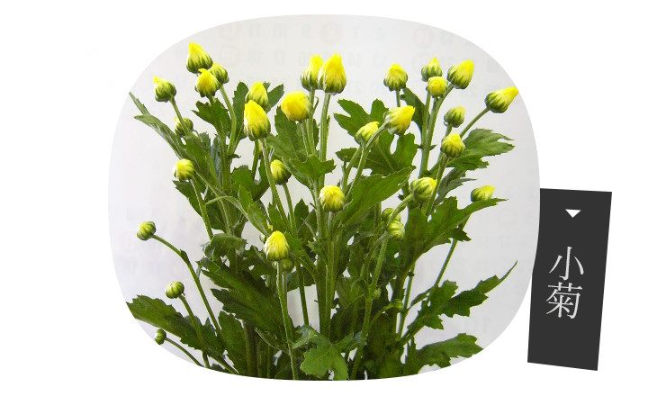 小菊