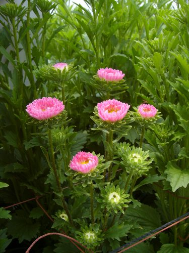 P1020279